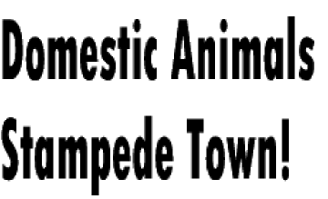 Domestic Animals Stampede Town