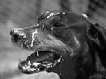 Mad Dog